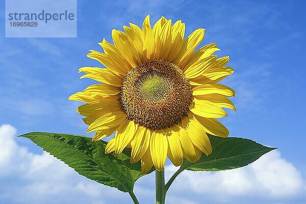 Sonnenblume (Helianthus annuus)  Sunflower  Schweiz  Europa