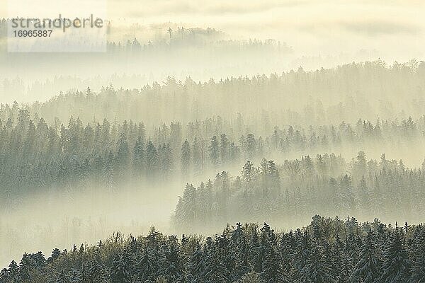 Verschneiter Tannenwald mit Nebelschwaden  Schweiz  Europa
