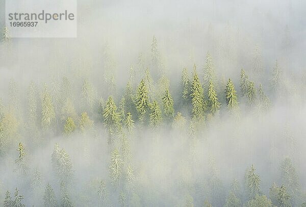 Fichtenwald im Nebel  Neuenburg  Schweiz  Europa