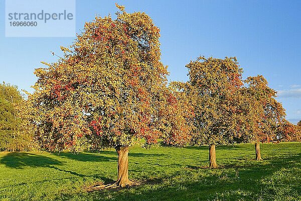 Birnbäume im Herbst  Schweiz  Europa