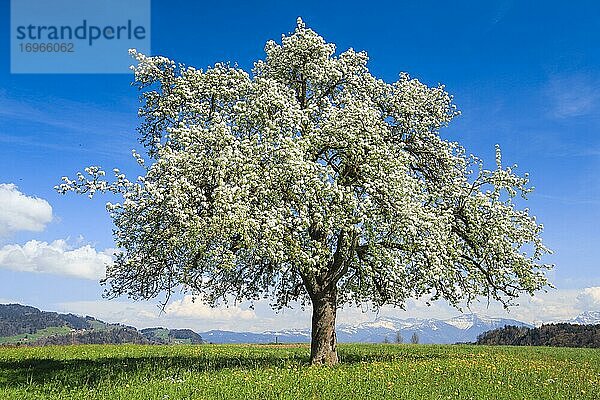 Blühender Apfelbaum im Frühling  Schweiz  Europa
