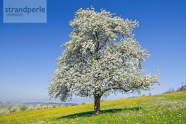 Blühender Birnbaum im Frühling  Schweiz  Europa