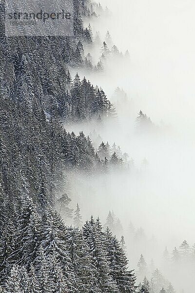 Verschneiter Tannenwald und Nebelmeer  Schweiz  Europa