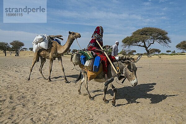 Frau auf Esel  beladen mit Kanistern  zwischen Faya-Largeaux und N'Djamena  Sahara  Tschad  Afrika
