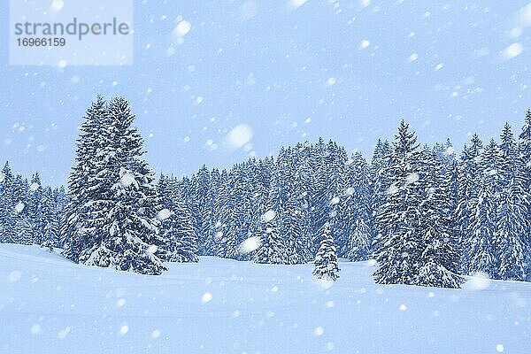 Verschneite Tannen bei Schneefall  Schweiz  Europa