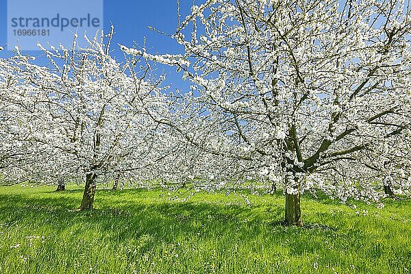 Kirschbäume im Frühling (Prunus avium)  Schweiz  Europa