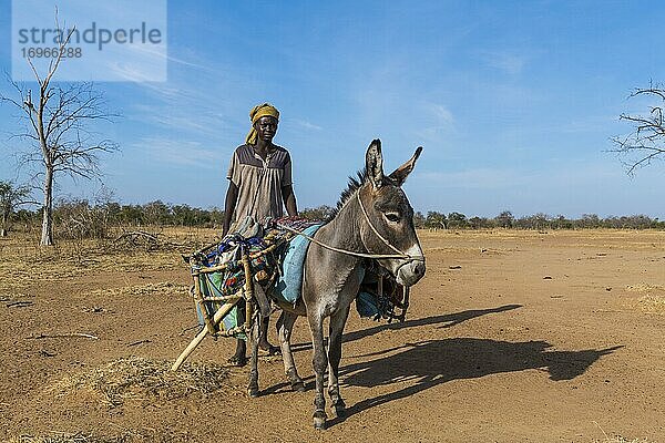 Beduinenfrau mit einem Lastesel  Sahelzone  Tschad  Afrika