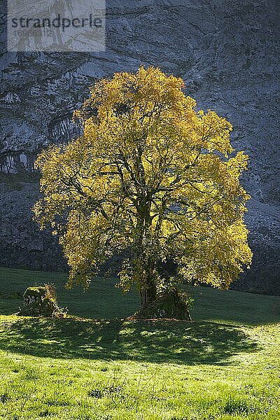 Berg-Ahorn (Acer pseudoplatanus)  Schweiz  Europa