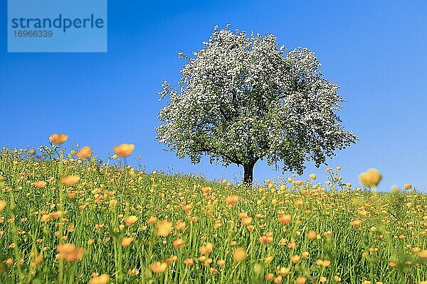 Blühender Apfelbaum im Frühling  Schweiz  Europa