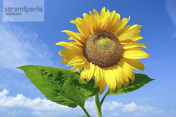Sonnenblume (Helianthus annuus)  Sunflower  Schweiz  Europa