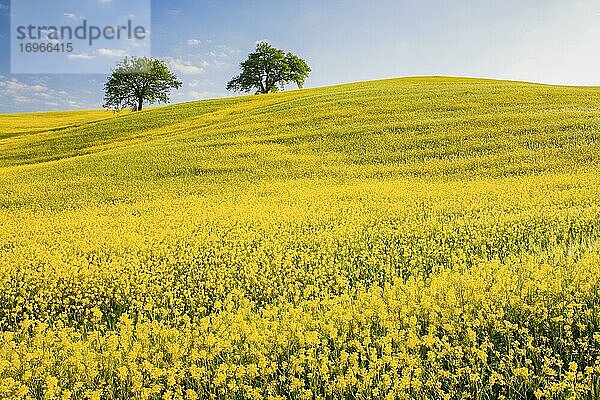 Rapsfelder mit Eichen