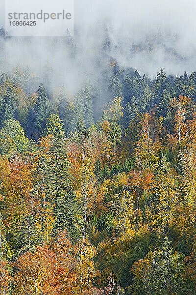 Mischwald im Herbst  Schweiz  Europa