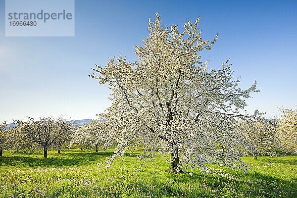 Kirschbäume im Frühling (Prunus avium)  Schweiz  Europa
