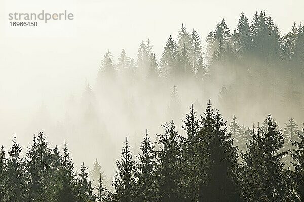 Wald im Nebel  Kanton Zug Schweiz