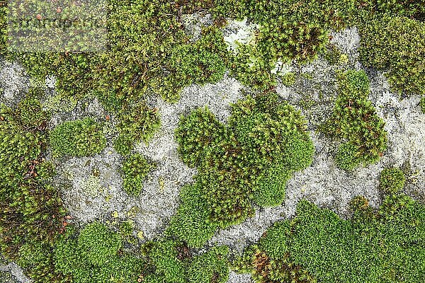 Moss auf Felsen  Schweiz  Europa