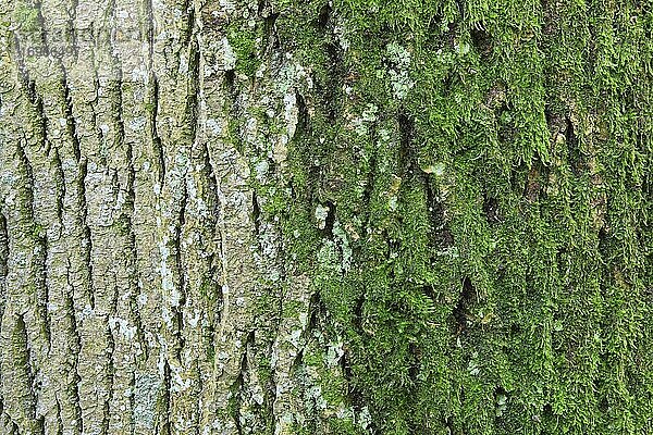 Ahorn (Acer) Baumstamm Rinde  Schweiz  Europa