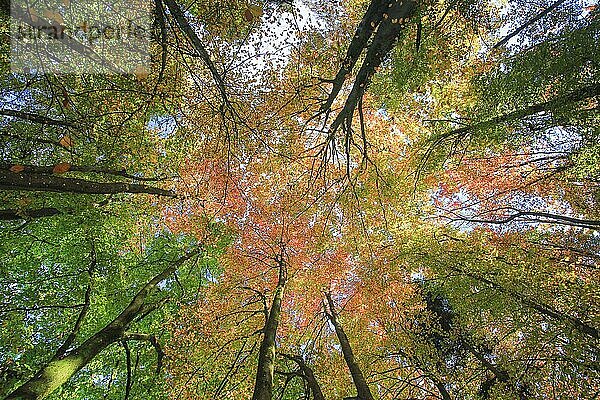 Wald im Herbst  Schweiz  Europa