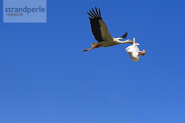 Fotomontage  Fliegender Storch mit Baby im Schnabel bringt Nachwuchs  digitale Komposition