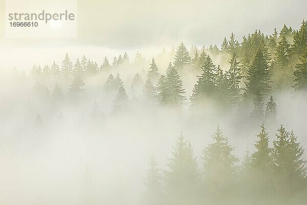 Wald im Nebel  Kanton Zug Schweiz