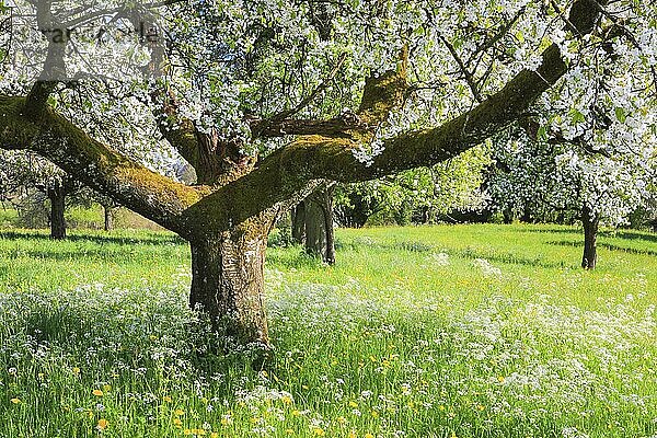 Blühende Obstbäume im Frühling  Schweiz  Europa