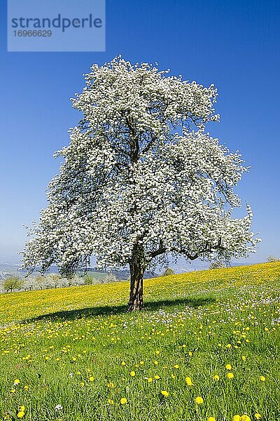 Seebodenalp  Blühender Birnbaum im Frühling  Schwyz  Schweiz  Europa