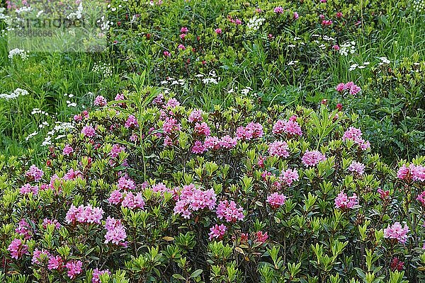 Alpenrose (Rhododendron ferrugineum)  Wallis  Schweiz  Europa