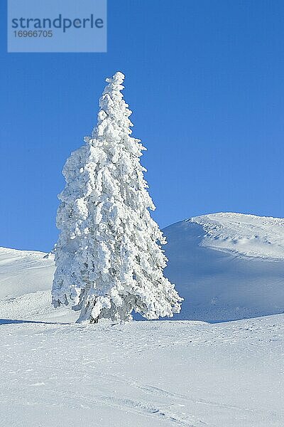 Verschneite Tannenbäume  Schweiz  Europa