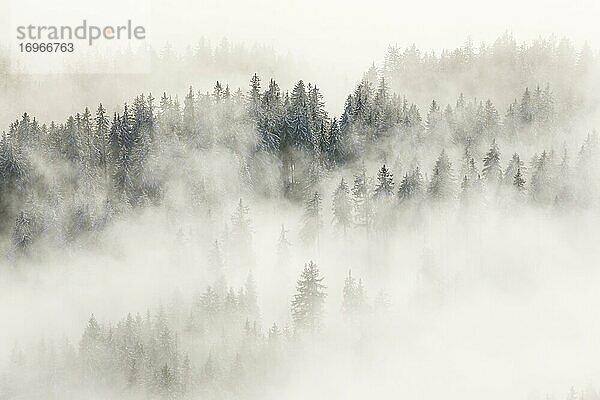 Verschneiter Tannenwald und Nebelschwaden  Schweiz  Europa