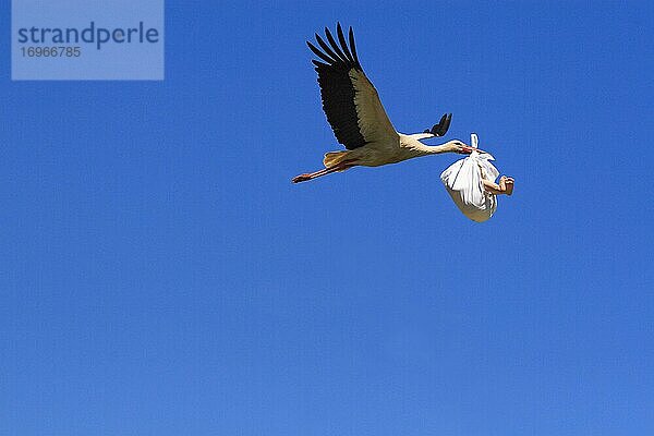 Fotomontage  Fliegender Storch mit Baby im Schnabel bringt Nachwuchs  digitale Komposition