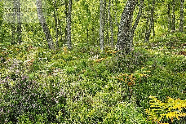 Birkenwald  Craigellachie National Nature Reserve  Schottland  Großbritannien  Europa