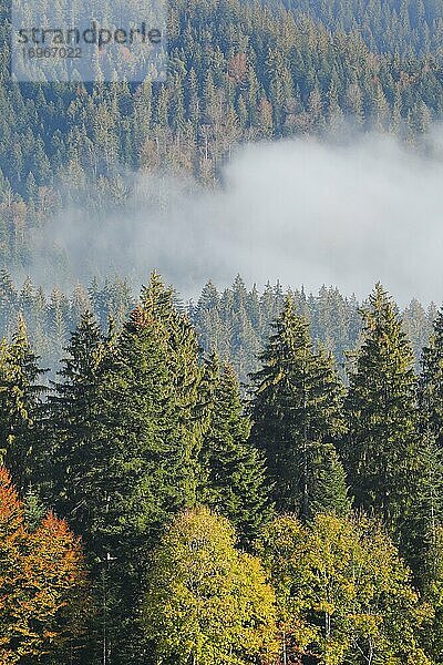 Wald mit Nebelschwaden  Schwyz  Schweiz  Europa