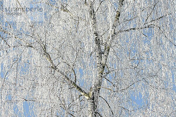 Hängebirke (Betula pendula)  Hängebirke  Birke  Weißbirke  Warzenbirke  birch tree  birch  im Winter voll mit Raureifen  Oetwil am See  Schweiz  Europa