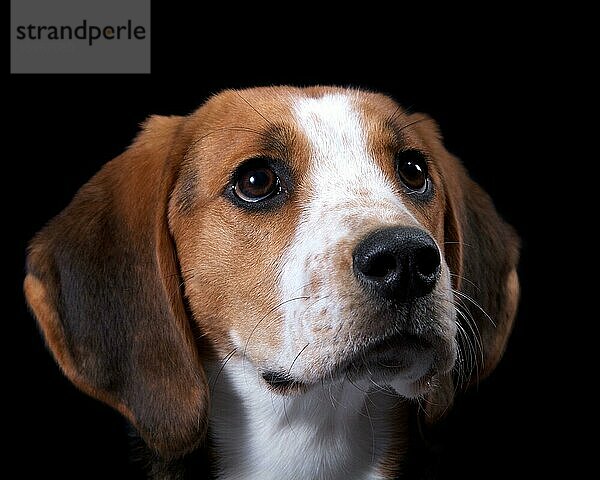 Coonhound  Portrait