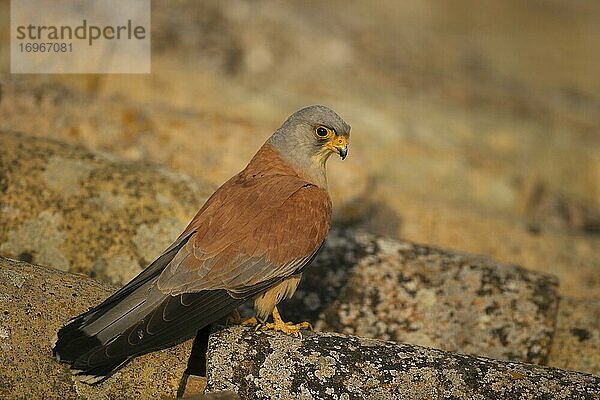 Rötelfalke (Falco naumanni)  Männchen auf Ziegeldach  Extremadura  Spanien  Europa