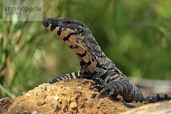 Buntwaran (Varanus varius)  adult  wachsam  auf Felsen  Portrait  Mount Lofty  South Australia  Australien  Ozeanien