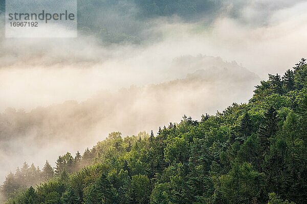 Nebelverhangener Wald am frühen Morgen  Nebel steigt auf  Nationalpark Sächsische Schweiz  Sachsen  Deutschland  Europa