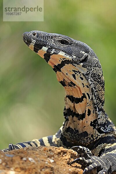 Buntwaran (Varanus varius)  adult  wachsam  auf Felsen  Portrait  Mount Lofty  South Australia  Australien  Ozeanien