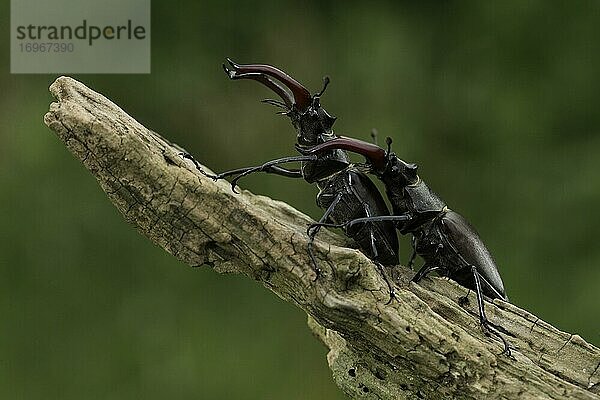 Hirschkäfer (Lucanus cervus) zwei Männchen geweihartig vergrößerten Mandibeln beim Kommentkampf  größter und auffälligster Käfer in Europa  Thüringen  Deutschland  Europa