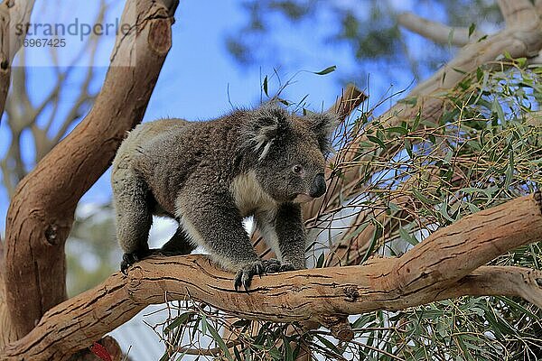Koala (Phascolarctos cinereus)  adult  klettert auf Baum  Kangaroo Island Wildlife Park  Parndana  Kangaroo Island  South Australia  Australien  Ozeanien
