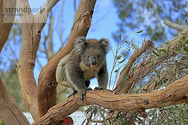 Koala (Phascolarctos cinereus)  adult  klettert auf Baum  Kangaroo Island Wildlife Park  Parndana  Kangaroo Island  South Australia  Australien  Ozeanien