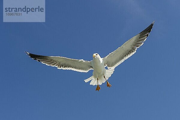 Silbermöwe (Larus argentatus) im Flug vor blauem Himmel  Meer  Küste  Nordsee  Niederlande  Europa