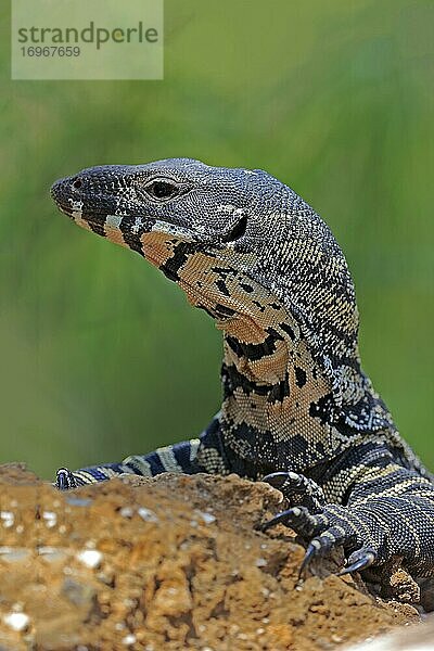 Buntwaran (Varanus varius)  adult  wachsam  auf Felsen  Portrait  Mount Lofty  South Australia  Australien  Ozeanien