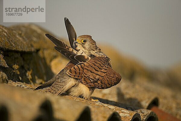 Rötelfalke (Falco naumanni)  Weibchen putzend auf Ziegeldach  Extremadura  Spanien  Europa