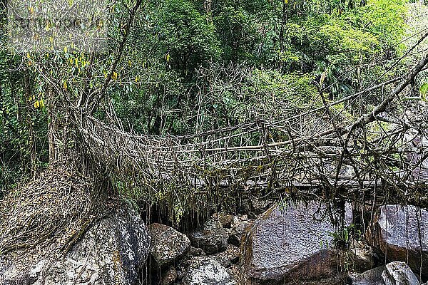 Lebende Wurzelbrücke  Sohra oder Cherrapunjee  Meghalaya  Indien  Asien