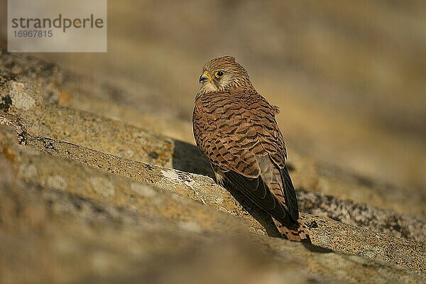 Rötelfalke (Falco naumanni)  Weibchen auf Ziegeldach  Extremadura  Spanien  Europa
