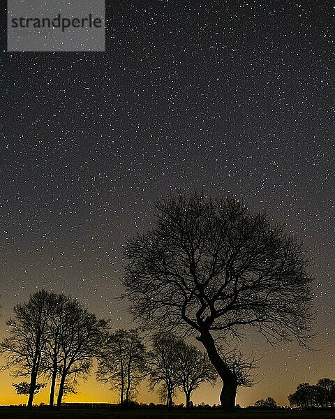 Sterne am Himmel über einem Baum  Goldenstedter Moor  Nacht  Deutschland  Europa