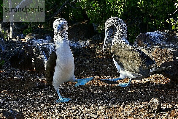 Balzende Blaufußtölpel (Sula nebouxii) tanzen  Insel Seymour Norte  Galapagos  Ecuador  Südamerika