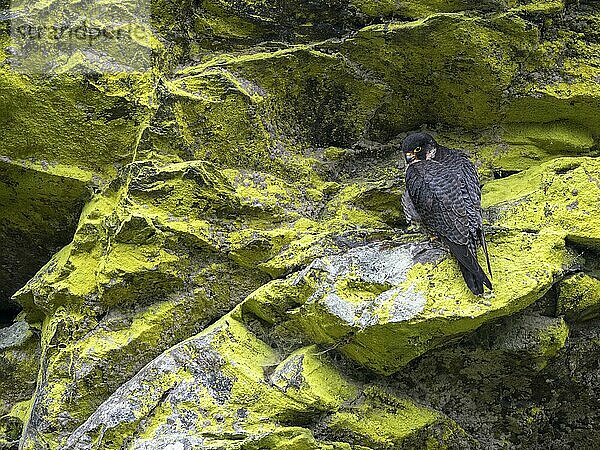 Wanderfalke (Falco peregrinus)  Weibchen sitzt in einer mit Schwefelflechte bewachsenen Felswand  Schwarzwald  Baden-Württemberg  Deutschland  Europa