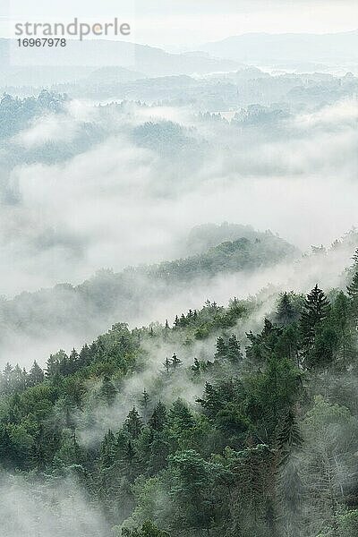 Nebelverhangener Wald am frühen Morgen  Nebel steigt auf  Nationalpark Sächsische Schweiz  Sachsen  Deutschland  Europa