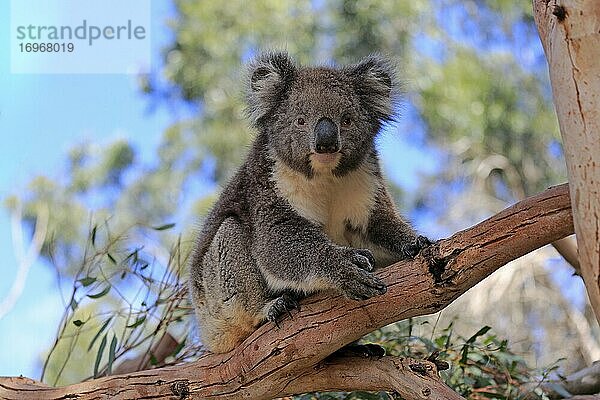 Koala (Phascolarctos cinereus)  adult  auf Baum  Kangaroo Island Wildlife Park  Parndana  Kangaroo Island  South Australia  Australien  Ozeanien